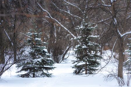 In the winter forest on the green branches of conifers lies white snow.の写真素材