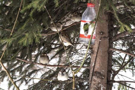 In winter, birds gathered near a home food bag waiting for food.の写真素材