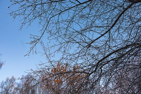 Against the blue sky, a contrasting image of tree branches on a winter day.の写真素材
