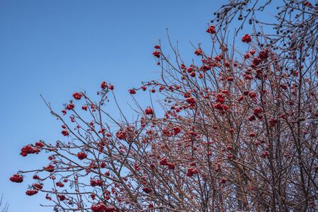 Against the blue sky, a contrasting image of tree branches on a winter day.の写真素材
