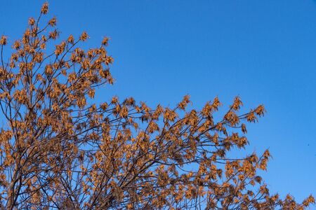 Against the blue sky, a contrasting image of tree branches on a winter day.の写真素材