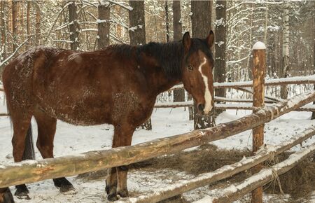Landscape of a winter forest with horses in the corral.の写真素材