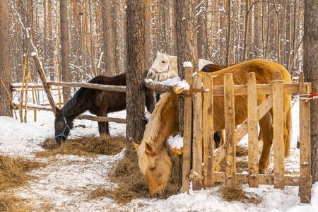 Landscape of a winter forest with horses in the corral.の写真素材