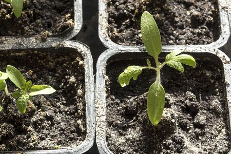 Green tomato shoot grows in spring in a container for seedlings.の写真素材