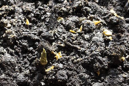 Young ginger sprout grows in a flower pot in spring.の写真素材