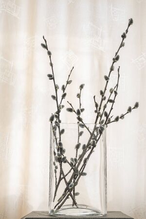 In a glass vase are willow twigs with blossoming fluffy flowers on a spring day.の写真素材
