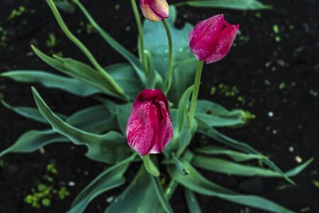 colorful tulip flowers in the garden during spring.の写真素材