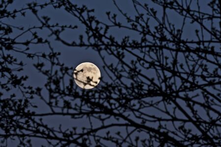 A full moon in the evening sky looks through the branches of trees on which there is no foliage.の写真素材