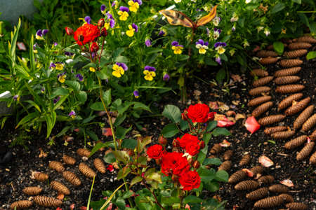 A red rose blossomed in the garden on a flowerbed marked with fir cones.の写真素材