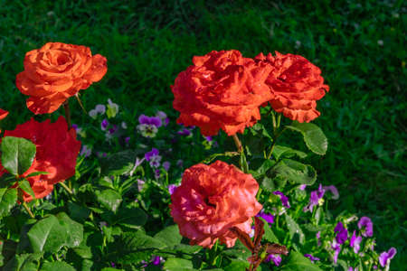 In the garden on a flower bed, red roses have blossomed.の写真素材