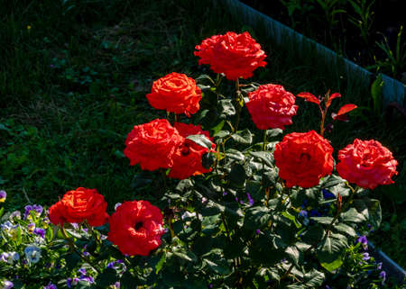 In the garden on a flower bed, red roses have blossomed.の写真素材