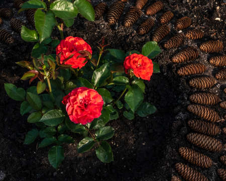 A red rose blossomed in the garden on a flowerbed marked with fir cones.の写真素材