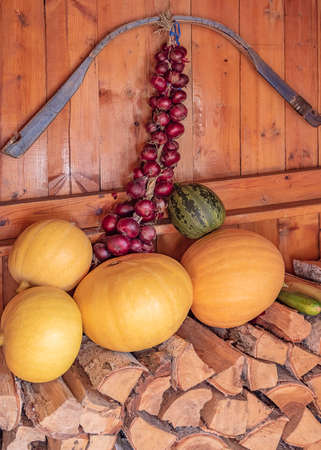 Bulbs tied with a scythe hang on a wooden wall, ripe pumpkins lie on birch wood.の写真素材