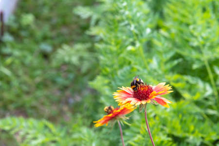 On a summer day, the bee collects nectar from Rudbekija flowers and carries pollen.の写真素材