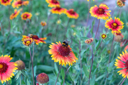 On a summer day, the bee collects nectar from Rudbekija flowers and carries pollen.の写真素材