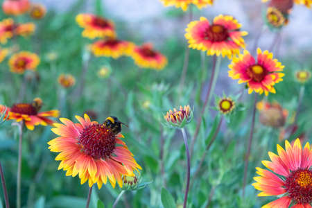 On a summer day, the bee collects nectar from Rudbekija flowers and carries pollen.の写真素材