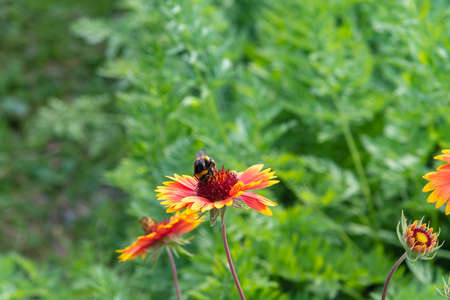 On a summer day, the bee collects nectar from Rudbekija flowers and carries pollen.の写真素材