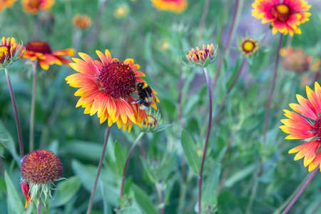 On a summer day, the bee collects nectar from Rudbekija flowers and carries pollen.の写真素材