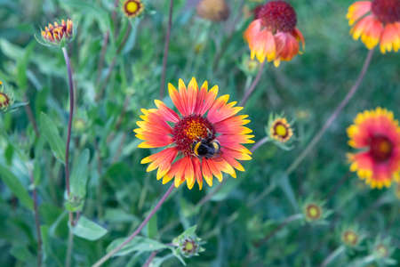 On a summer day, the bee collects nectar from Rudbekija flowers and carries pollen.の写真素材