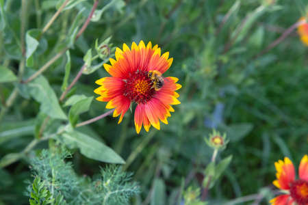 On a summer day, the bee collects nectar from Rudbekija flowers and carries pollen.の写真素材