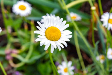White chamomile close-up in sunny weather on a meadow on a summer day.の写真素材