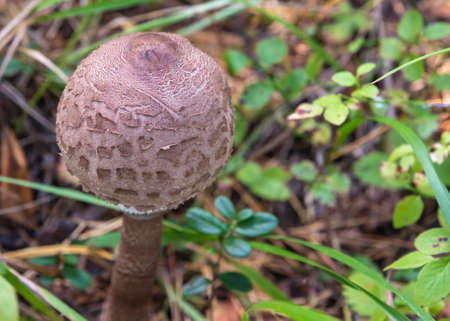 This edible umbrella mushroom is variegated or large (Macrolepiota processra), the entire surface of the cap is covered with large lagging brown scales.の写真素材