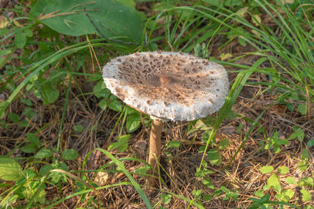 This edible umbrella mushroom is variegated or large (Macrolepiota processra), the entire surface of the cap is covered with large lagging brown scales.の写真素材