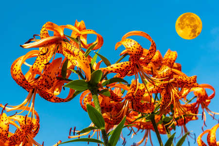 Against the background of a blue sky with a yellow moon, orange lilies with black speckled flowers close-up.の写真素材
