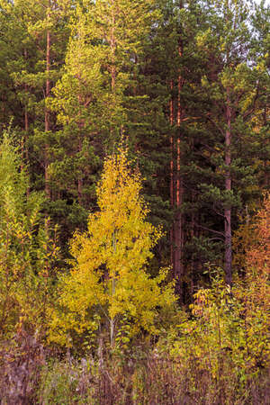 Landscape of an autumn mixed forest with yellowed and reddened foliage.の写真素材