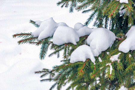 In the winter forest, white snow lies on the green branches of coniferous trees.の写真素材
