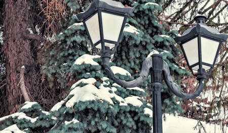 In the winter forest, white snow lies on the green branches of coniferous trees.の写真素材