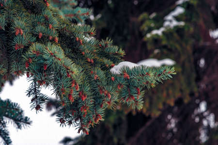 In the winter forest, white snow lies on the green branches of coniferous trees.の写真素材