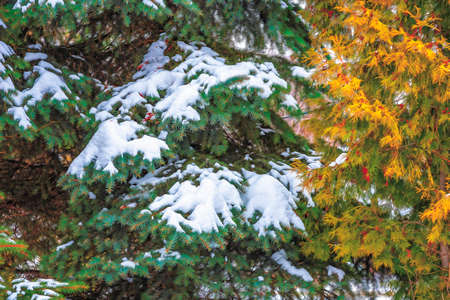 In the winter forest, white snow lies on the green branches of coniferous trees.の写真素材