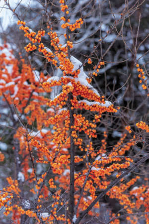 In the winter forest, white snow lies on the green branches of coniferous trees.の写真素材