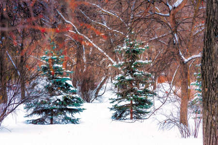 In the winter forest, white snow lies on the green branches of coniferous trees.の写真素材