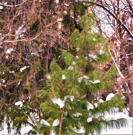 In the winter forest, white snow lies on the green branches of coniferous trees.の写真素材
