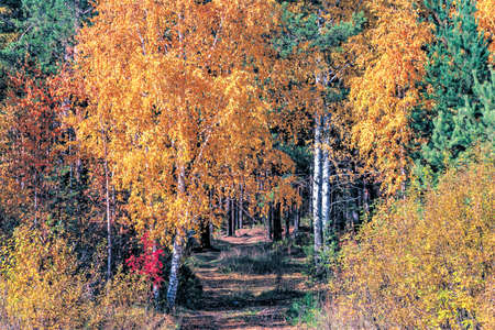 Landscape of an autumn mixed forest with yellowed and reddened foliage.の写真素材