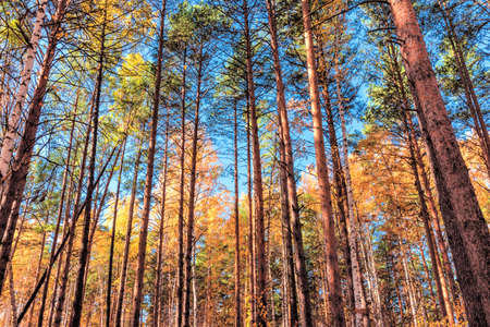 Landscape of an autumn mixed forest with yellowed and reddened foliage.の写真素材
