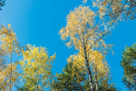Landscape of an autumn mixed forest with yellowed and reddened foliage.の写真素材