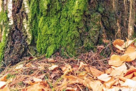 Emerald moss on a birch bark close-up.の写真素材