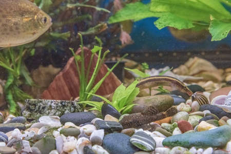 Aquarium fish in a freshwater aquarium close-up.の写真素材