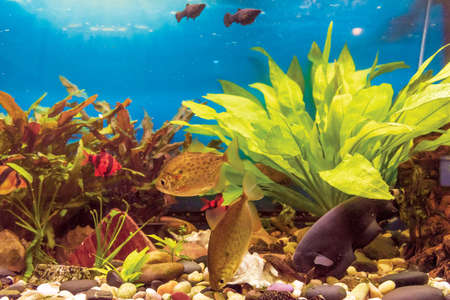 Aquarium fish in a freshwater aquarium close-up.の写真素材