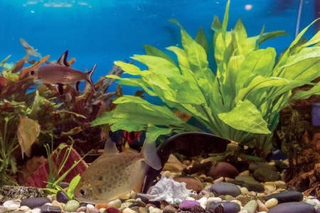 Aquarium fish in a freshwater aquarium close-up.の写真素材