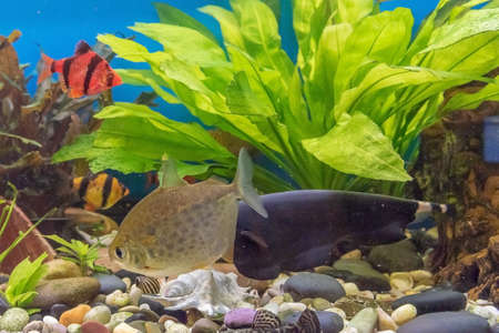 Aquarium fish in a freshwater aquarium close-up.の写真素材