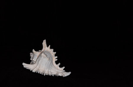 Still life marine life, subject photography, alabaster chicoreus or alabaster murex gastropod mollusk from the Murex family. It is one of the most famous and popular collectible sea shells. (lat. Chicoreus alabaster = Siratus alabaster = Murex alabaster)の写真素材
