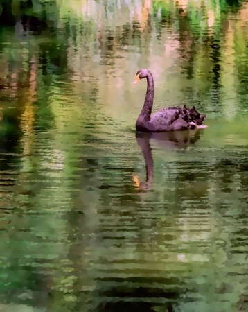 image of a turtle floating on a summer day in a pond, glare from the sun's rays on the water.の写真素材