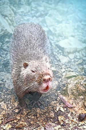 Close-up of nutria or koipu or marsh beaver, a mammal of the order of rodents, the only species of the nutria family on the shore of a reservoir eats a piece of bread.の写真素材