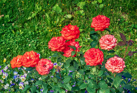 Close-up of a bush of pink roses on a sunny summer day against a background of grass and pansies.の写真素材