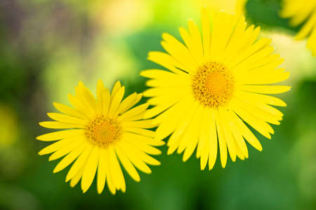 Close-up of Doronicum orientale yellow chamomile-like flower heads on long, straight stems.の写真素材