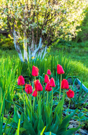 Close-up of red unopened tulips in the early morning in backlight on a garden bed.の写真素材